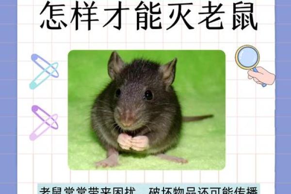 鼠在民间民俗的作用