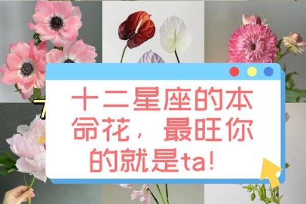 哪些花朵适合十二星座的专属